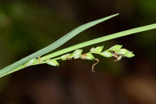 Carex purpurifera #7